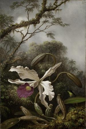 https://imgc.allpostersimages.com/img/posters/hummingbird-with-white-orchid-1875-1885_u-L-Q1KEDPT0.jpg?artPerspective=n