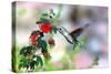 Hummingbird-Douglas Taylor-Stretched Canvas