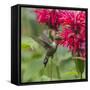 Hummingbird-null-Framed Stretched Canvas