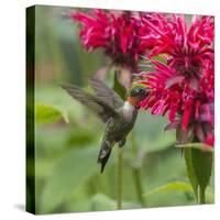 Hummingbird-null-Stretched Canvas