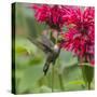 Hummingbird-null-Stretched Canvas