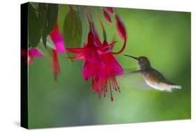 Hummingbird-null-Stretched Canvas