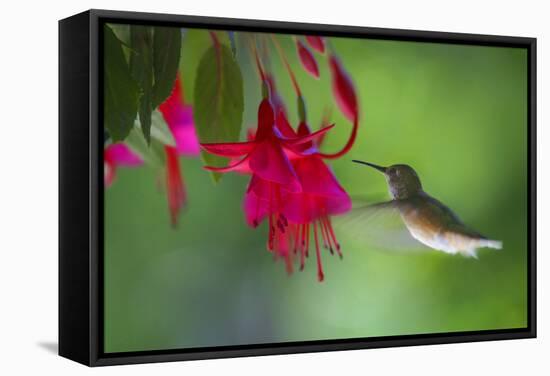 Hummingbird-null-Framed Stretched Canvas
