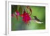 Hummingbird-null-Framed Photographic Print