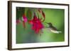 Hummingbird-null-Framed Photographic Print