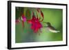 Hummingbird-null-Framed Photographic Print