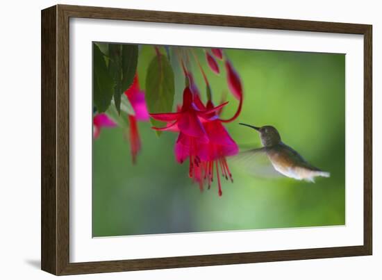 Hummingbird-null-Framed Photographic Print