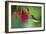 Hummingbird-null-Framed Photographic Print