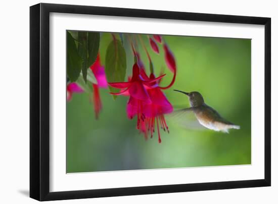 Hummingbird-null-Framed Photographic Print