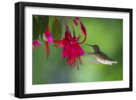 Hummingbird-null-Framed Photographic Print