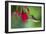 Hummingbird-null-Framed Photographic Print