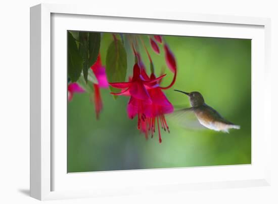 Hummingbird-null-Framed Photographic Print