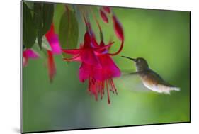 Hummingbird-null-Mounted Photographic Print