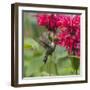 Hummingbird-null-Framed Photographic Print