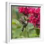 Hummingbird-null-Framed Photographic Print