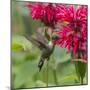 Hummingbird-null-Mounted Photographic Print