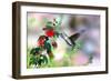 Hummingbird-Douglas Taylor-Framed Photographic Print
