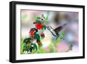 Hummingbird-Douglas Taylor-Framed Photographic Print