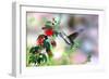Hummingbird-Douglas Taylor-Framed Photographic Print