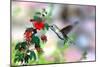 Hummingbird-Douglas Taylor-Mounted Photographic Print