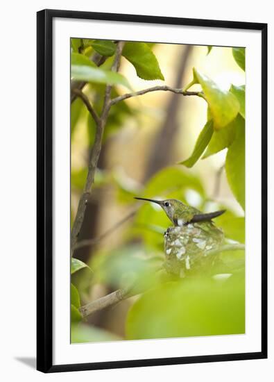 Hummingbird-Karyn Millet-Framed Photographic Print