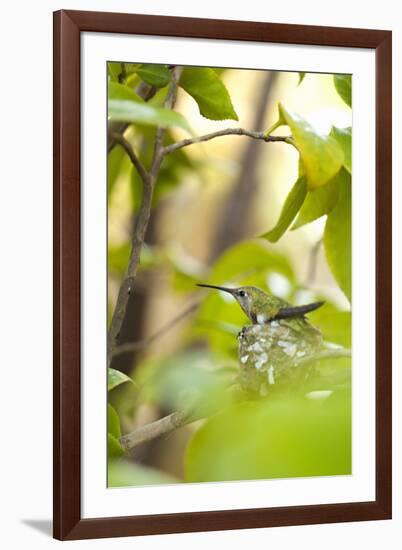 Hummingbird-Karyn Millet-Framed Photographic Print