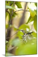 Hummingbird-Karyn Millet-Mounted Photographic Print