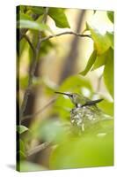 Hummingbird-Karyn Millet-Stretched Canvas