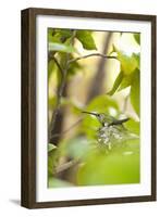 Hummingbird-Karyn Millet-Framed Photographic Print