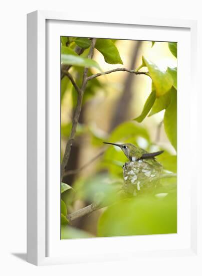 Hummingbird-Karyn Millet-Framed Photographic Print