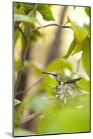 Hummingbird-Karyn Millet-Mounted Photographic Print