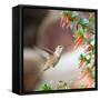 Hummingbird-Stan Hellmann-Framed Stretched Canvas