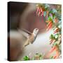 Hummingbird-Stan Hellmann-Stretched Canvas