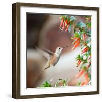 Hummingbird-Stan Hellmann-Framed Photo