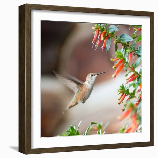 Hummingbird-Stan Hellmann-Framed Photo