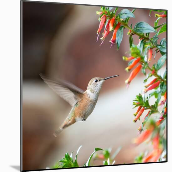 Hummingbird-Stan Hellmann-Mounted Photo