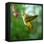 Hummingbird-ktsdesign-Framed Stretched Canvas