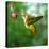 Hummingbird-ktsdesign-Stretched Canvas