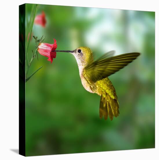 Hummingbird-ktsdesign-Stretched Canvas