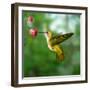 Hummingbird-ktsdesign-Framed Photographic Print