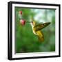 Hummingbird-ktsdesign-Framed Photographic Print