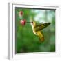 Hummingbird-ktsdesign-Framed Photographic Print