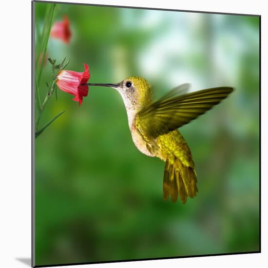 Hummingbird-ktsdesign-Mounted Photographic Print