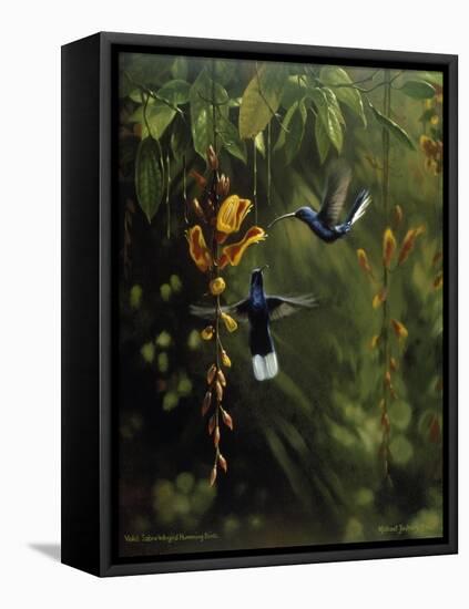 Hummingbird-Michael Jackson-Framed Stretched Canvas