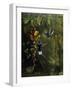 Hummingbird-Michael Jackson-Framed Giclee Print