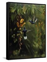 Hummingbird-Michael Jackson-Framed Stretched Canvas
