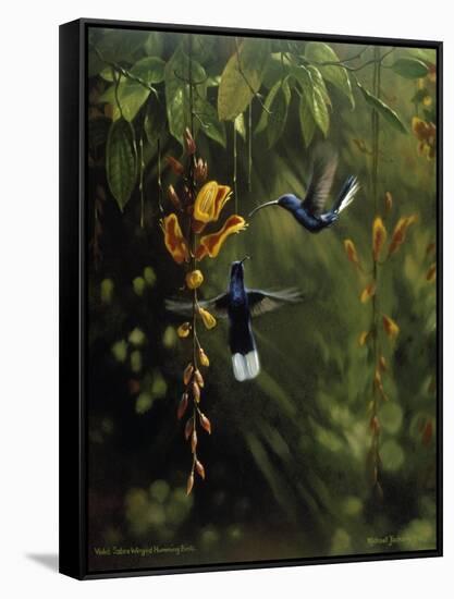 Hummingbird-Michael Jackson-Framed Stretched Canvas