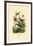 Hummingbirds, 1833-39-null-Framed Giclee Print