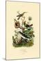 Hummingbirds, 1833-39-null-Mounted Giclee Print