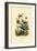 Hummingbirds, 1833-39-null-Framed Giclee Print